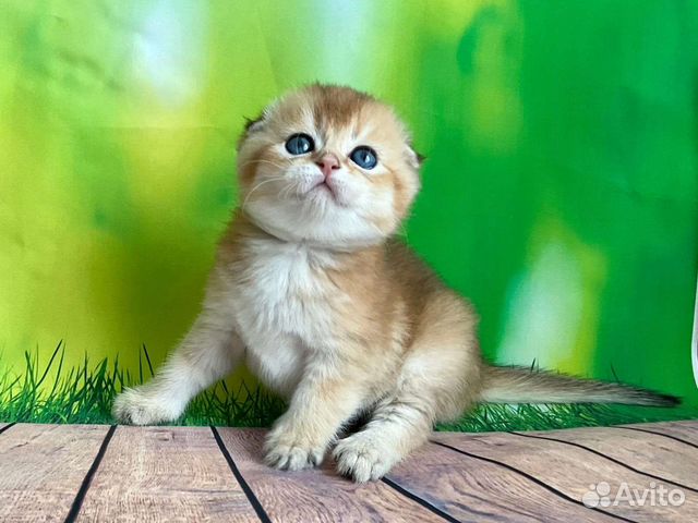 Шотландские малыши с документами