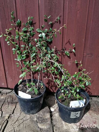 Цветы и кустарники для сада