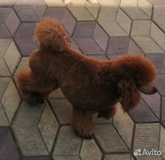 Вязка кобель пудель той