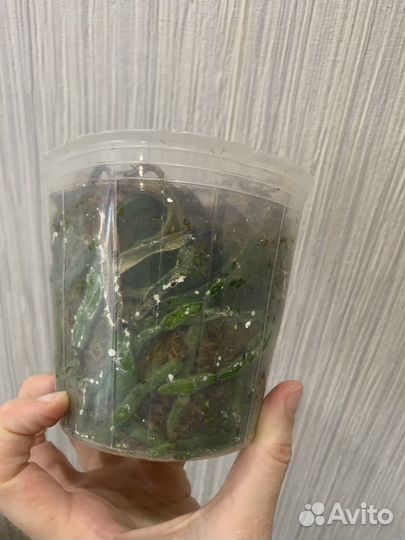 Пень SA-038 от SonYa, Калейдоскоп фаленопсис