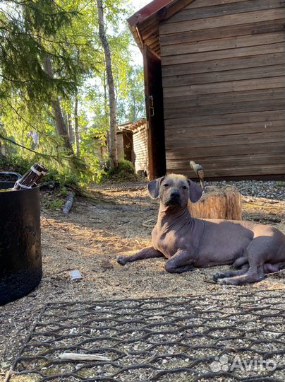 Ксолоитцкуинтли мексиканская голая