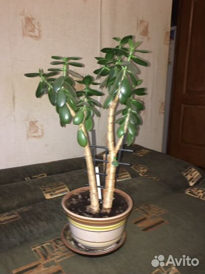 Толстянка денежное дерево