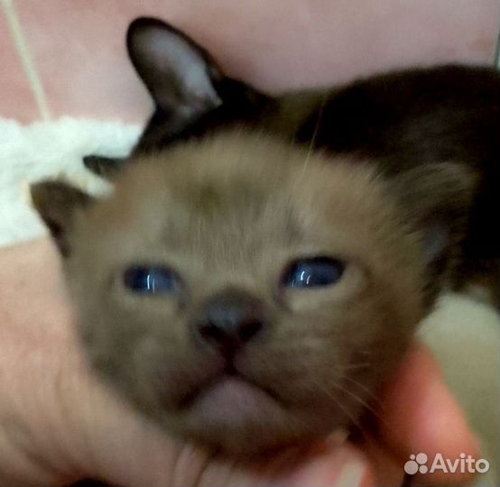 Бурманские котята