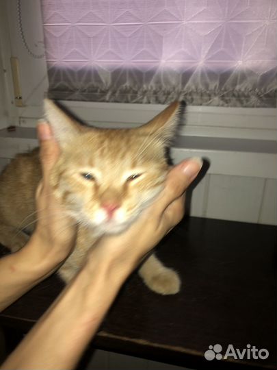 Рыжий котик в добрые руки