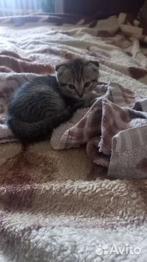 Шотландская