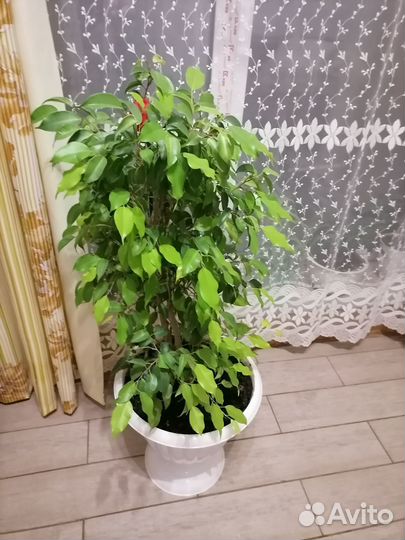 Фикус бенджамина Наташа