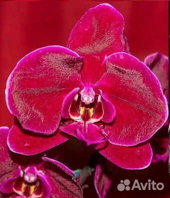 Орхидея Black face