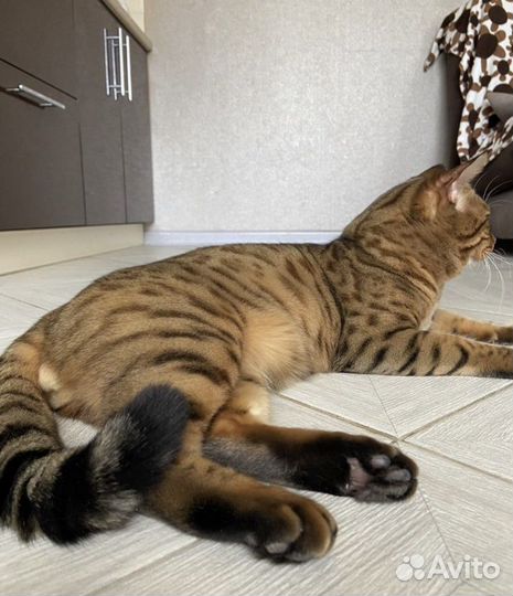 Бенгал вязка