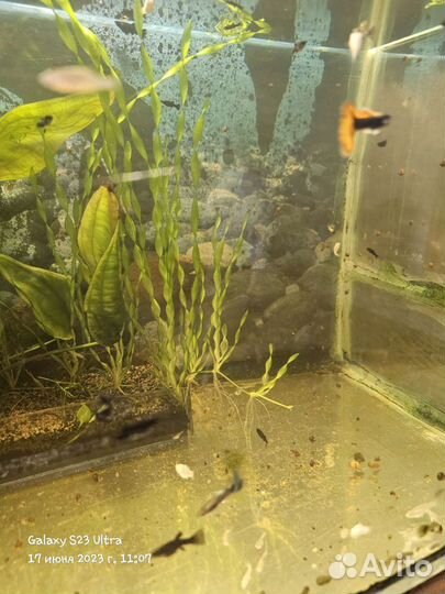 Снежинки валлиферы