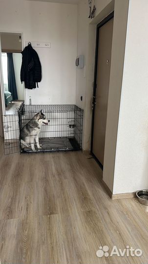 Индивидуальная передержка у кинолога