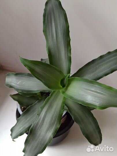 Мурдания брайт стар лечебная