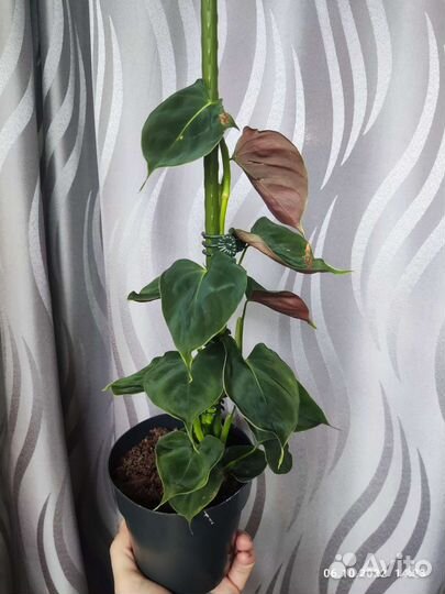 Филодендрон люпинум