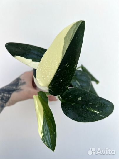 Каладиум, Монстера Альба, Филодендрон Крем Сплеш