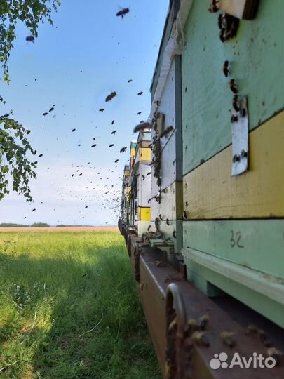Мед от пчеловода пчелы пчелопакеты матки ульи