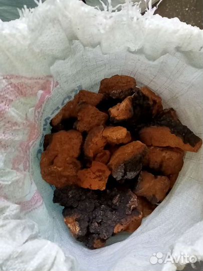 Лечебный,гриб чага.Республика Алтай