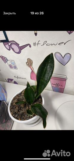 Сансевиерии сортовые