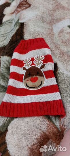 Одежда для маленьких собак