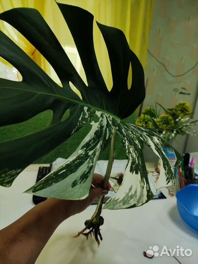 Монстера веригатная