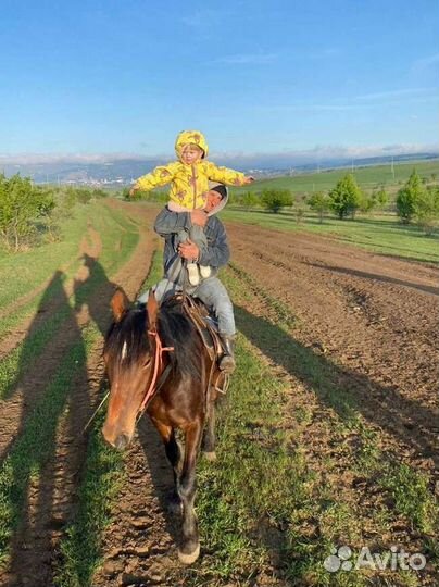 Конные прогулки, туры