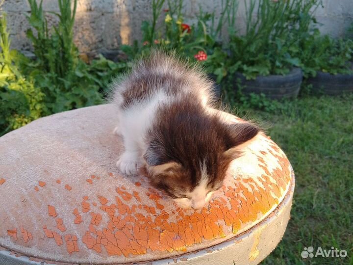 Сибирская кошка