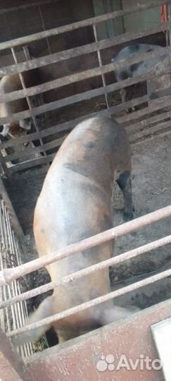 Хряк на племя