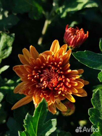 Хризантема кустовая