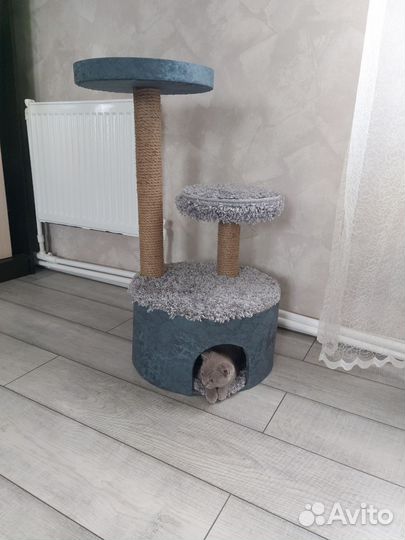 Когтеточка