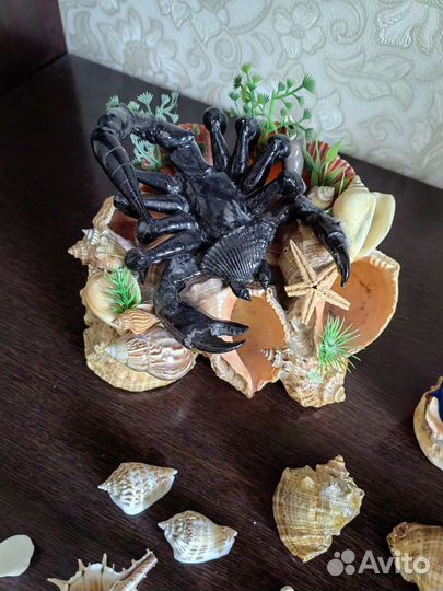 Морские ракушки раковины