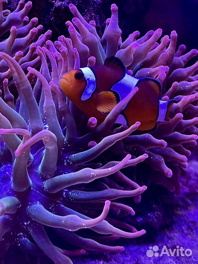 Морской аквариум