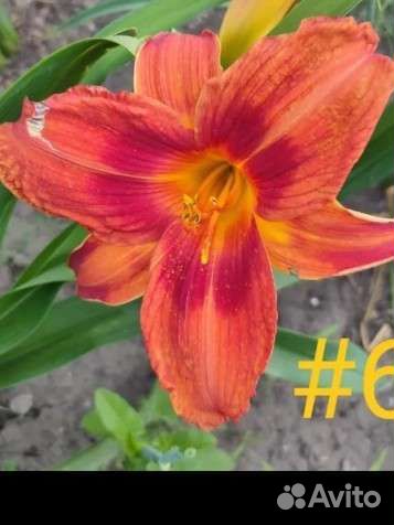 Лилейники сортовые