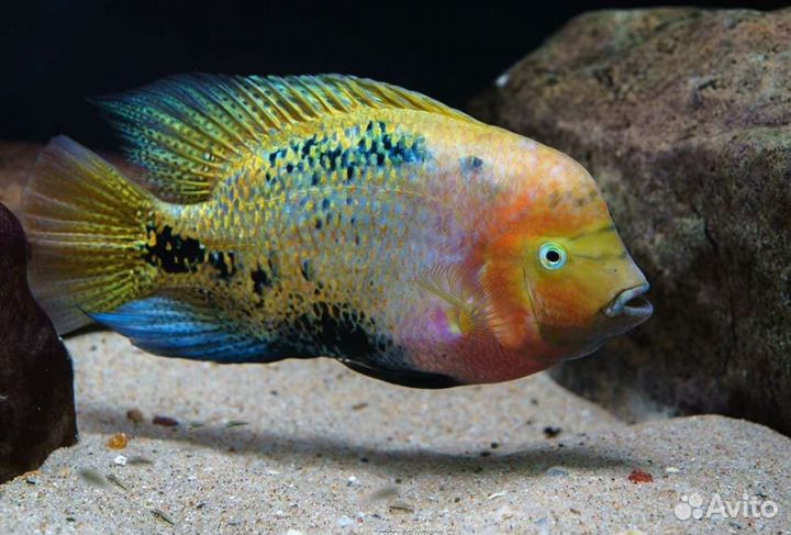 Цихлазома Вьеха Радужная (Vieja synspilum)