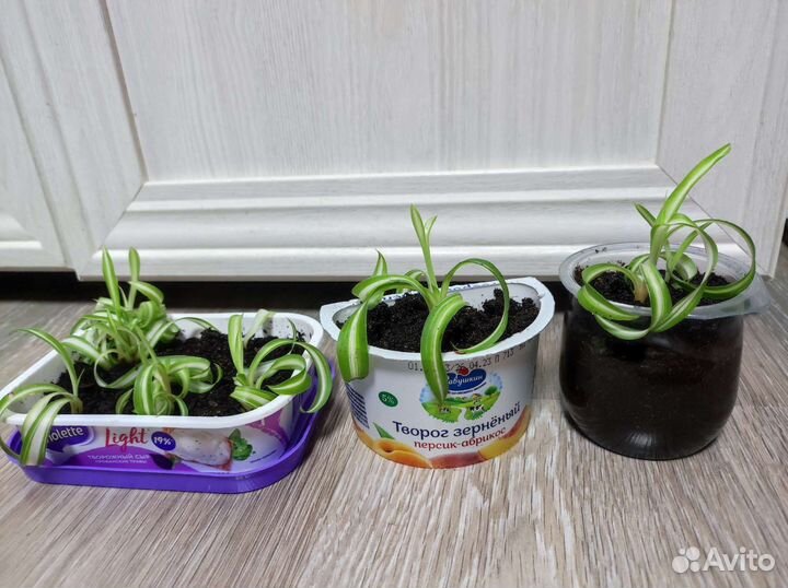 Хлорофитум кудрявый Бонни