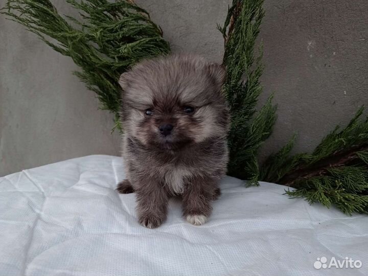 Померанский шпиц мини