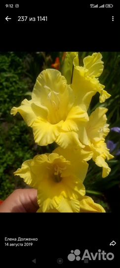 Гладиолусы луковицы