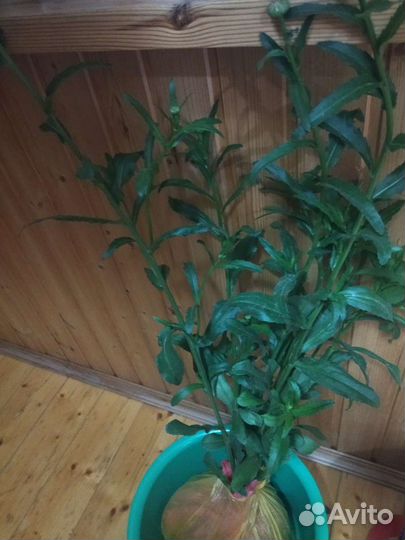 Нивяник многолетний (ромашка садовая)