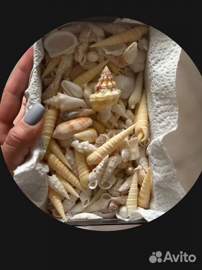 Морские ракушки