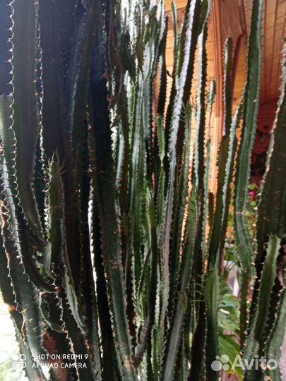 Молочай трехгранный