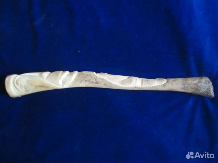 Бакулюм моржовый