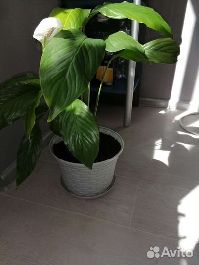 Спатифиллум