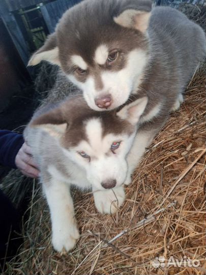 Сибирский хаски