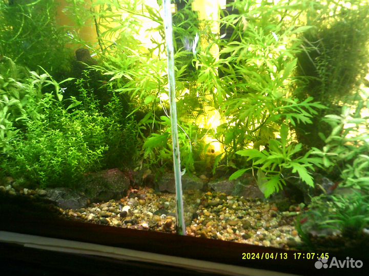 Готовый аквариум с рыбками