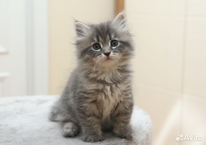 Голубая золотая сибирская девочка 2 мес с док-ми