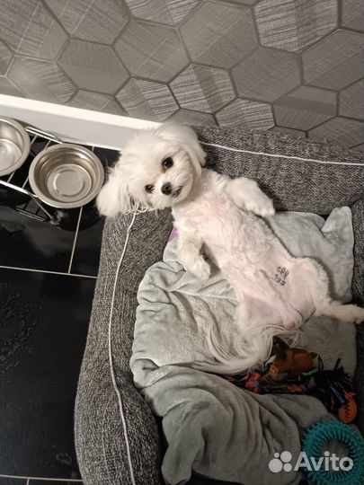 Мальтезе вязка