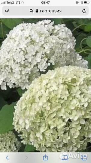 Гортензия