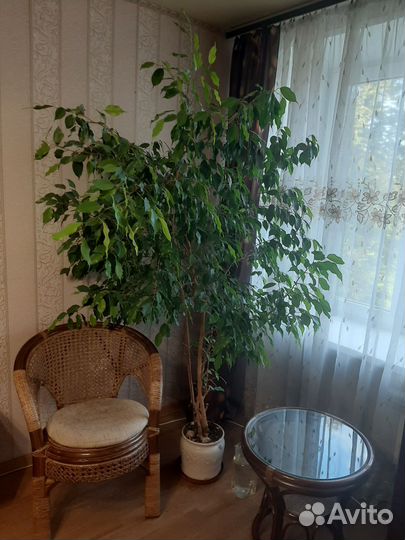 Фикус бенджамина