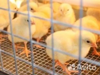 Цыплята бройлер,кобб500 и цветной,1-30 дн.Гусята