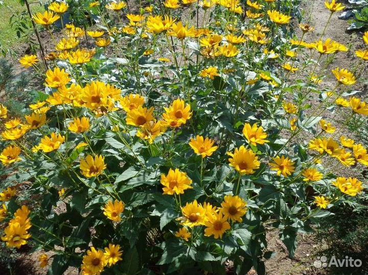 Многолетние цветы