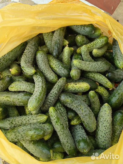 Огурцы маленькие для консервации