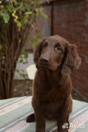 Прямошерстный ретривер