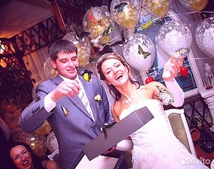 Салют из Живых Тропических Бабочек с/б-53